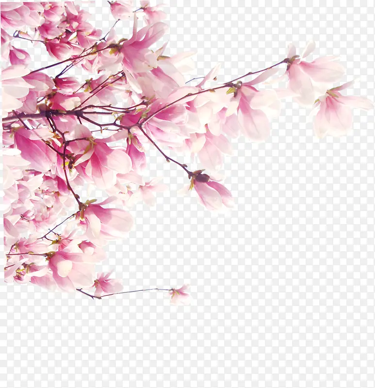 ���⺣��Ч����֦�һ�-������