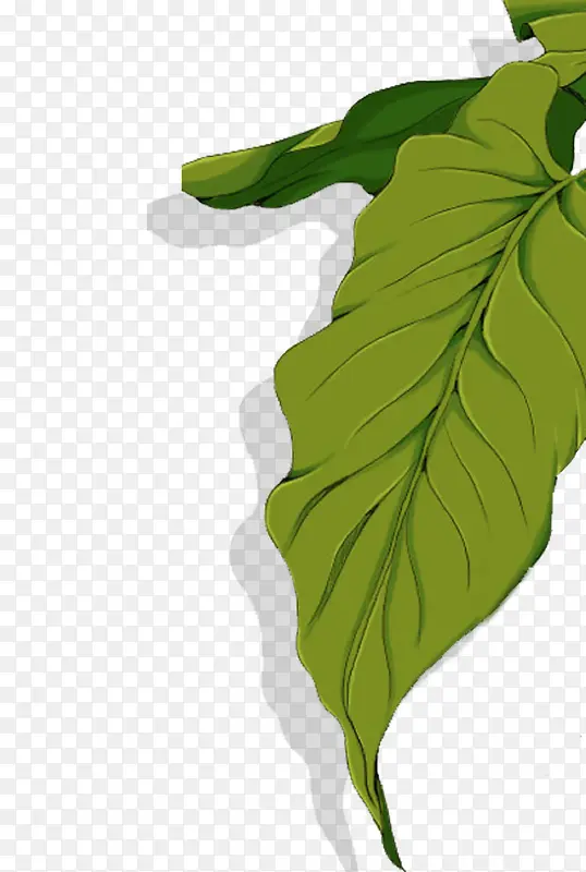 �ֻ�Ҷ��-������