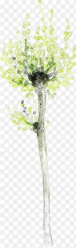 ��ɫ����Ҷ����-������