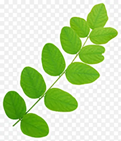 ֲ����ɫ��֦Ҷ��Ч��-������