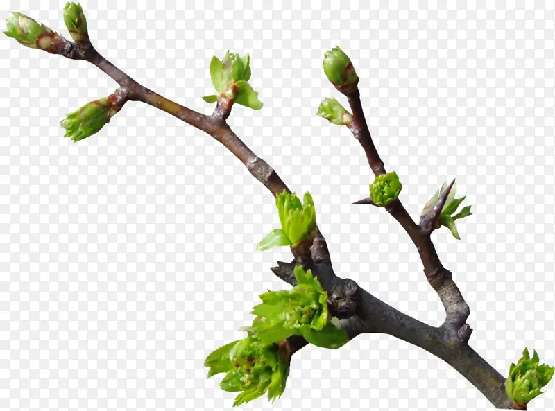 ��ѿ-������