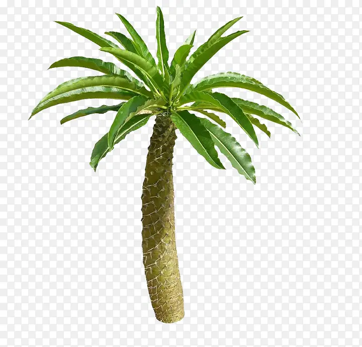 ��Ҷ����-������