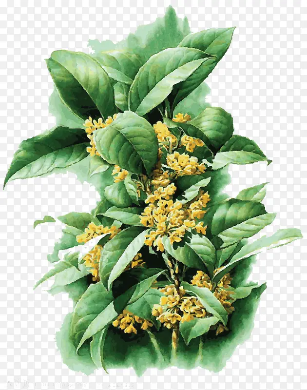 ��Ҷ�ӵĻ�-������