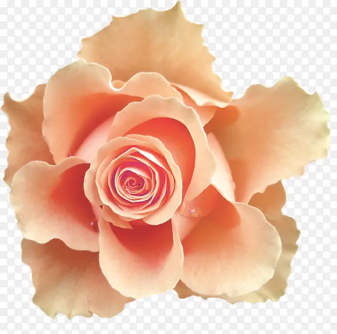 ��ɫ��-������