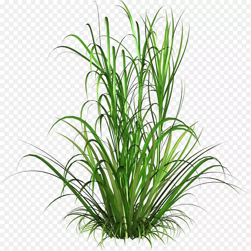 Ammophila�������м�������-��-������