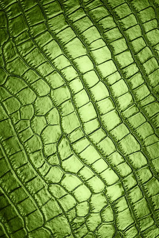 Ƥ�ﱳ��-������