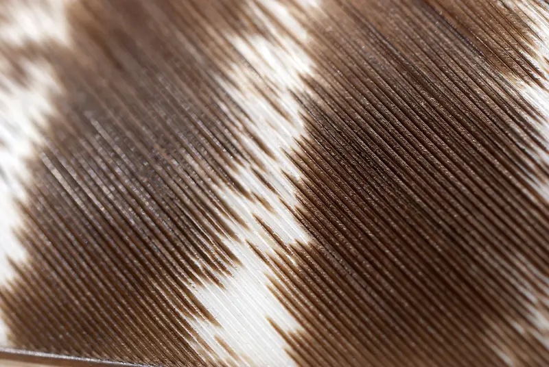 ��ë��������-������