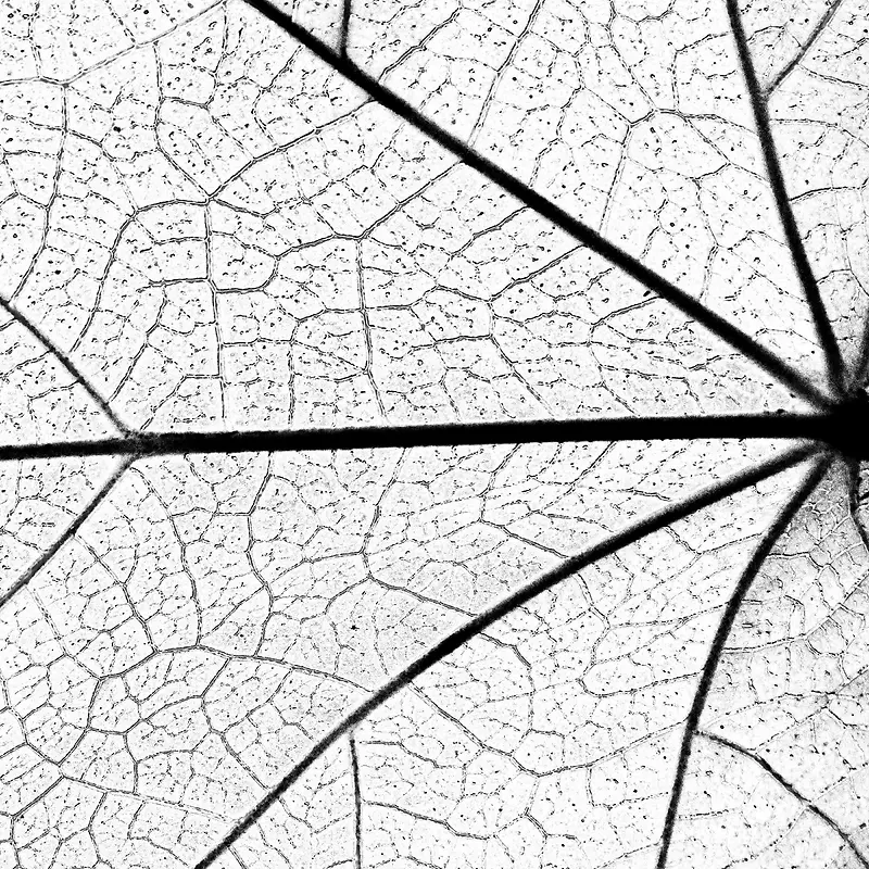 ��Ҷ��������-������