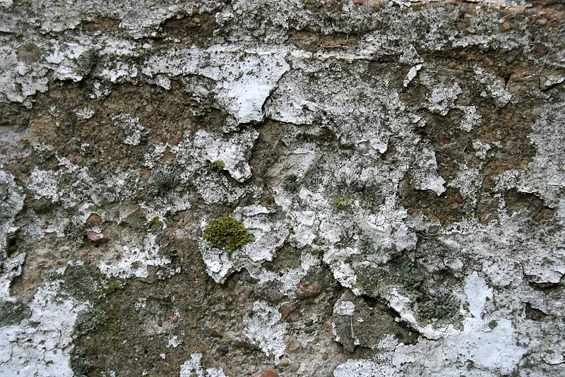 ǽ�ڱ���-������