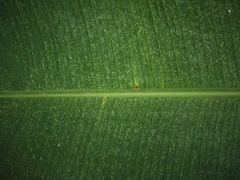 ������Ҷ��Ӱ-������