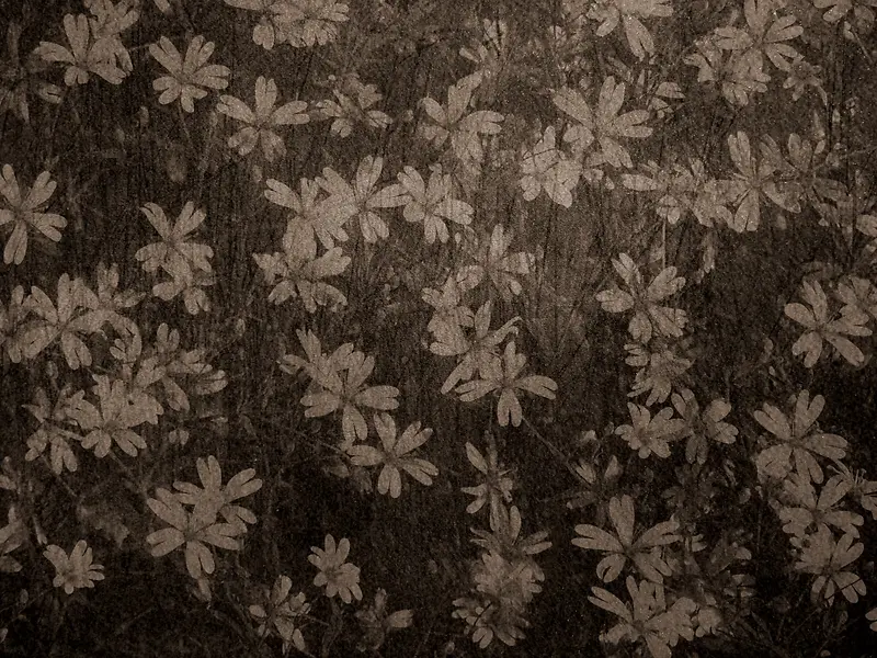 ���ɻ��䱳��-������