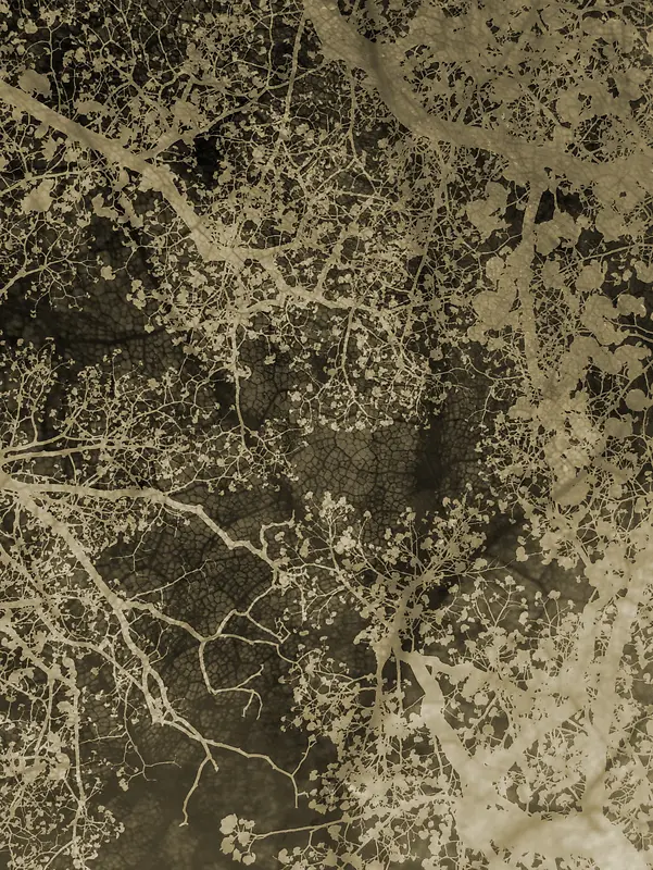 ��֦��������-������