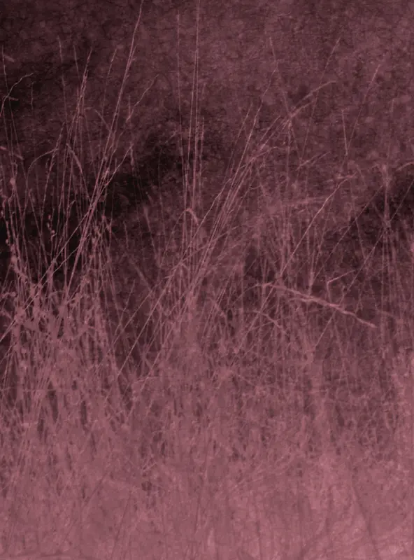 ���ɲݵر���-������