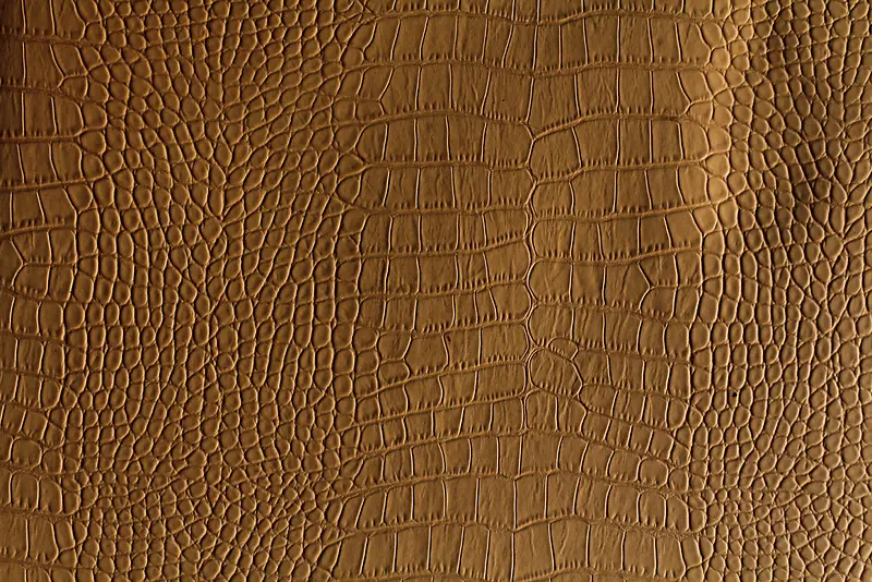 ��Ƥ��������-������