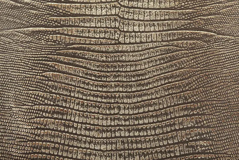 ���Ʊ���-������