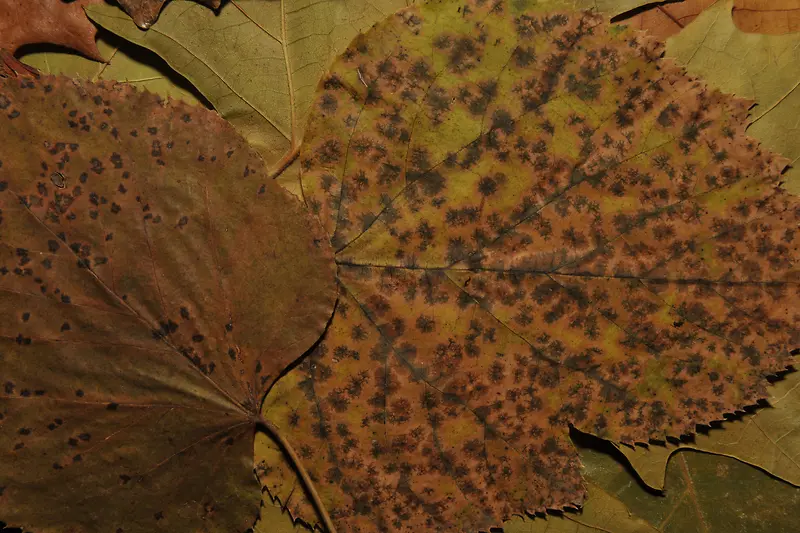 ��Ҷ�ӱ���-������