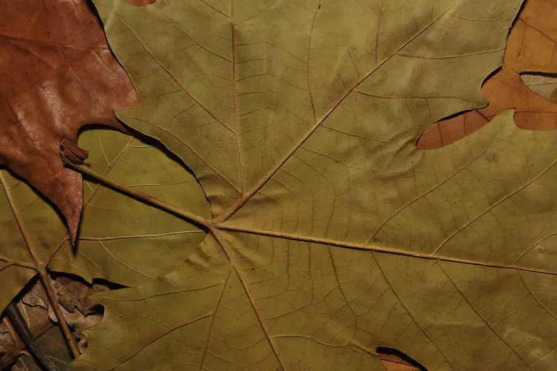 ��Ҷ��������-������