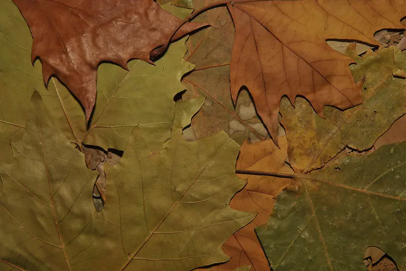 ��Ҷ��������-������