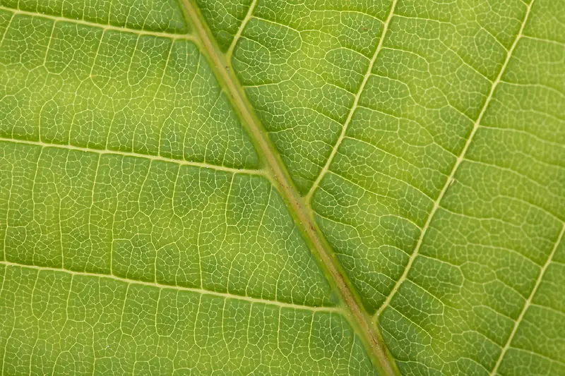 ��Ҷ��������-������