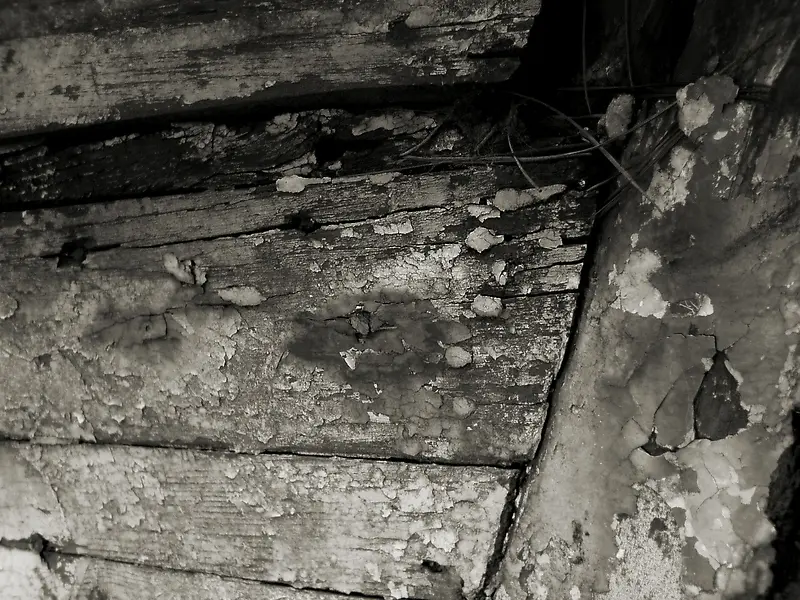 ����ľ�Ʊ���-������