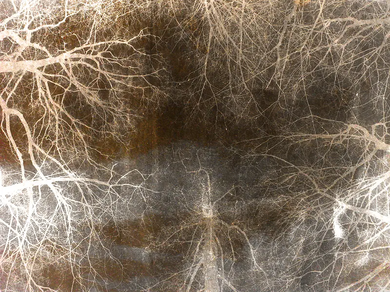 ������֦����-������