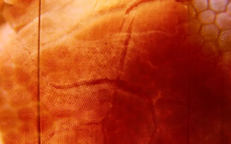 ���ɲ��Ʊ���-������