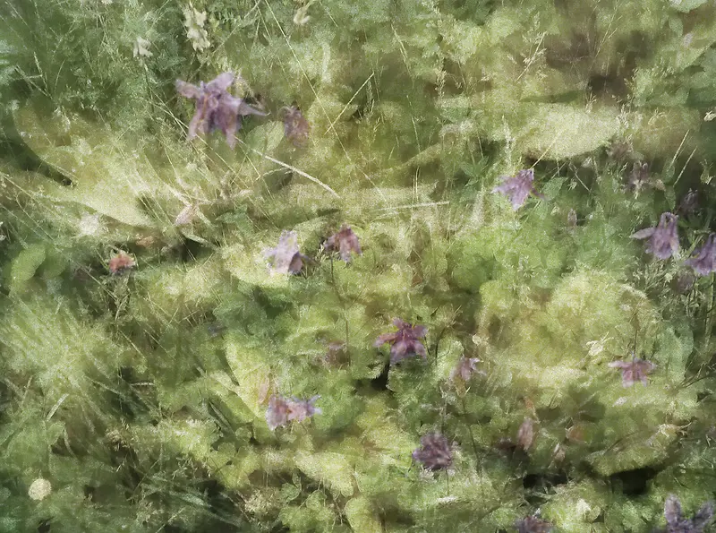 ֲ�ﻨ�ܱ���-������