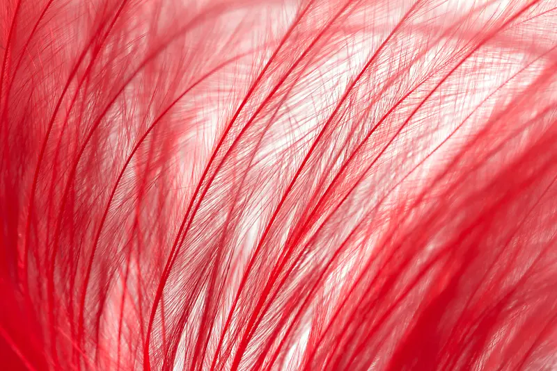 ��ɫ��ë����-������