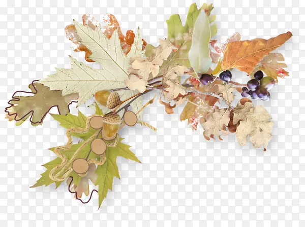 �����Ҷװ���ز�-������