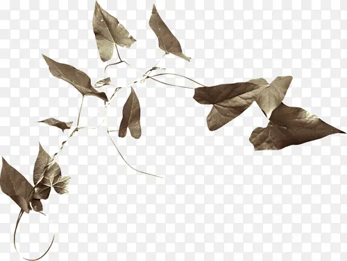 ��Ҷ-������