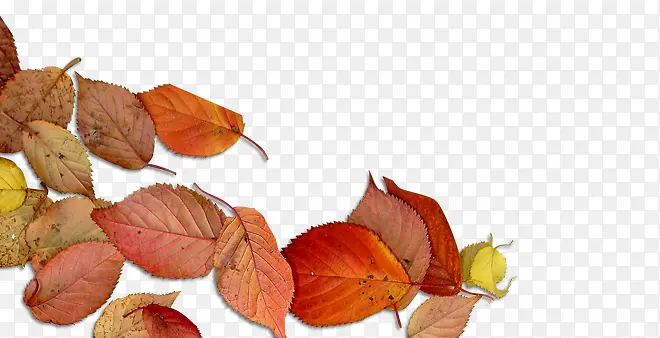 ��ɫ��Ҷ-������