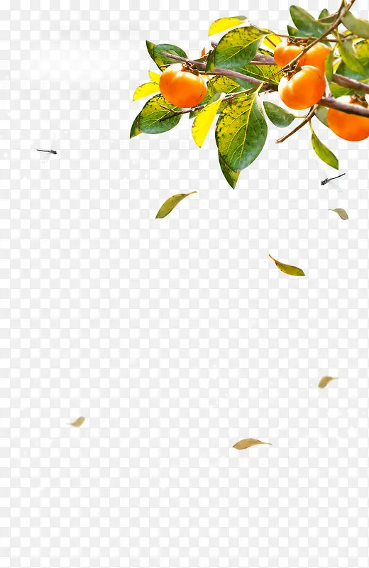 ��Ҷ-������