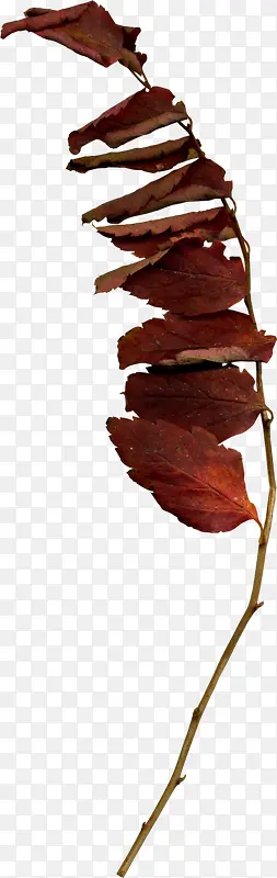 ��Ҷ��֦-������