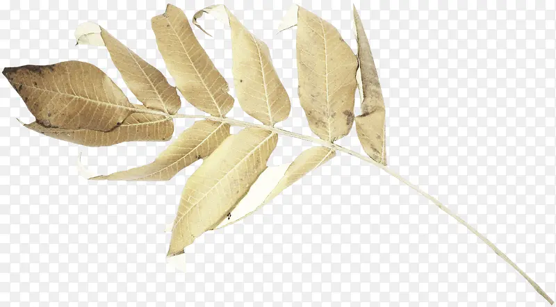 ��Ҷ-������