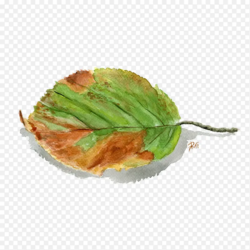 ˮ�ʿ�Ҷ-������