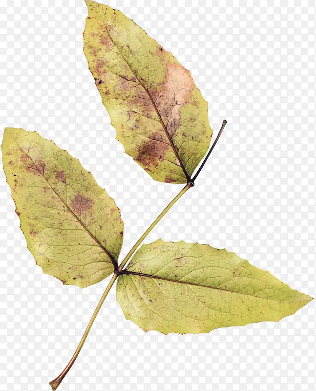 ��֦��Ҷ-������