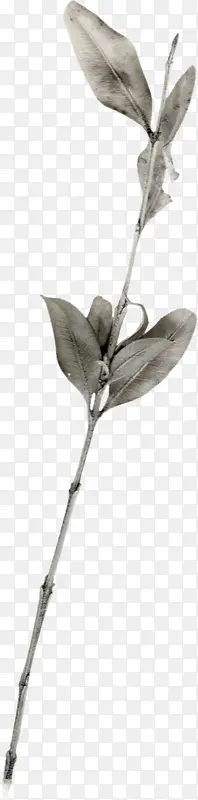 ��ɫ��Ҷ-������