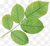 �滭��Ҷʱ�м�Լ����-������