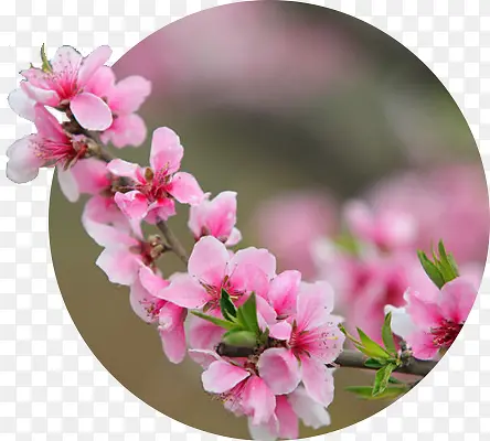 ��ɫ���������Ƕ������Ӱ-������