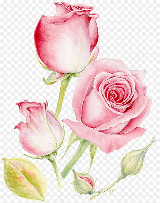 ��ɫˮ��õ�廨��-������