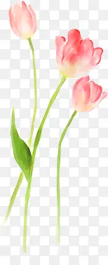 ��ɫˮ�ʻ���ֲ��-������