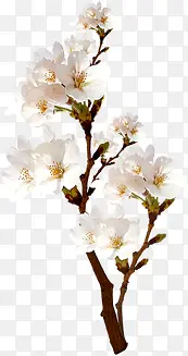 ��ɫ���»�����֦-������