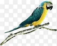 ��ɫ���������֦�ֻ�-������