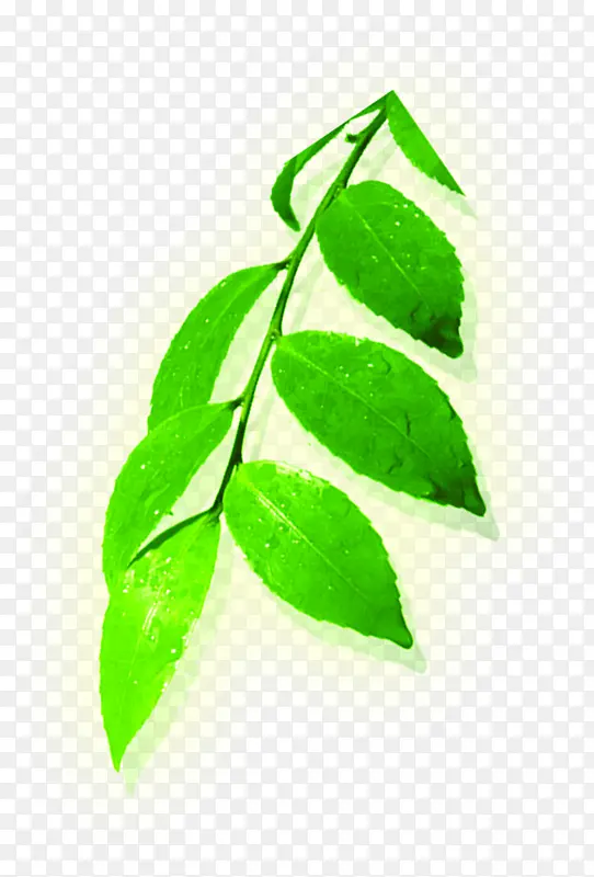 �ֻ���ɫ������Ҷ��֦-������