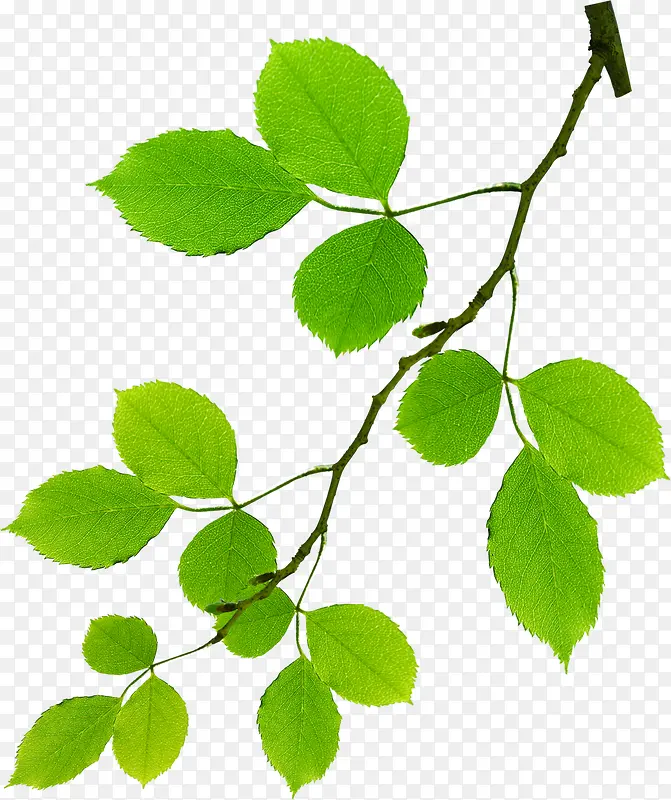 �����ֻ���ɫ��֦-������