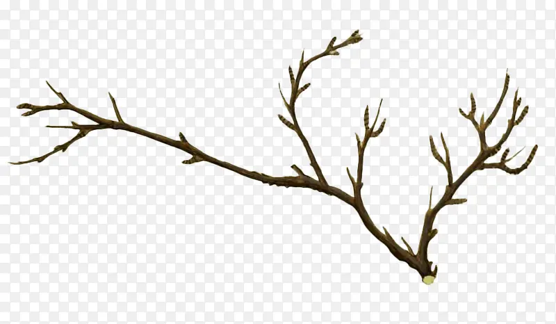 �ݵ�����֦-������