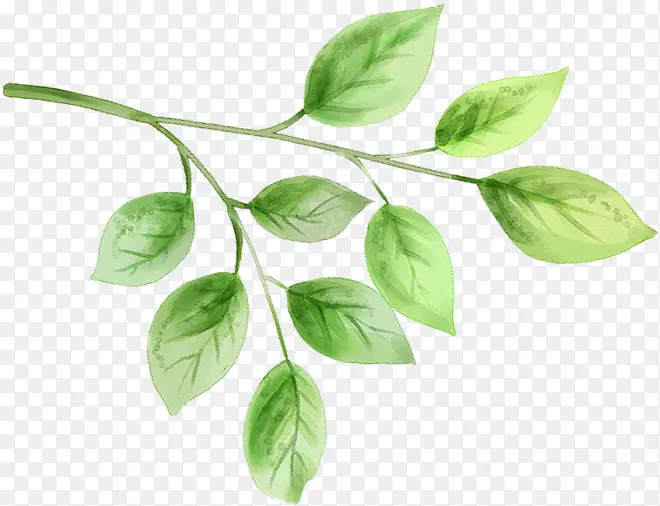 �ֻ�ˮ����Ҷ��֦װ��-������