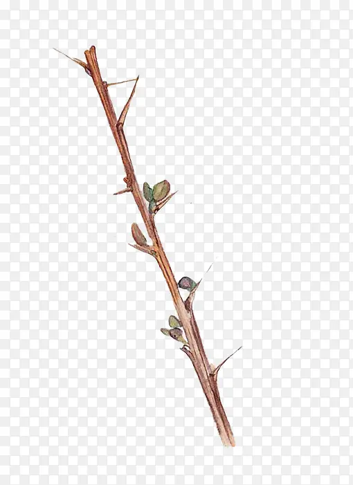 ��ɫ���̿���֦-������