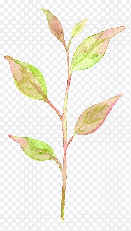 Ư����Ҷ-������