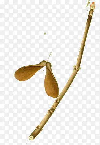 ��֦��ɫ��Ҷ�ֻ�廭-������